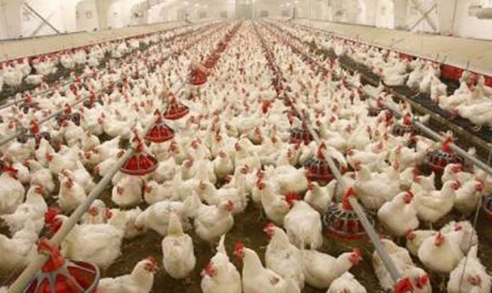 افتتاح بزرگترین کارخانه زنجیره تولید تخممرغ غرب آسیا در گنبدکاووس