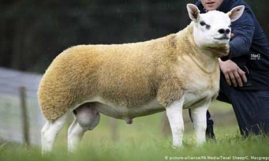 فروش گوسفند میلیاردی +عکس