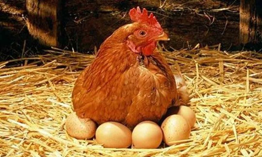 پس از مرغ، تخم‌مرغ هم گران شد!
