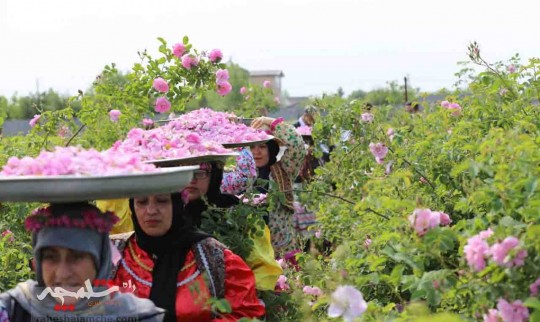 برگزاری کشتی لوچو با طعم گلاب در بابل +تصاویر