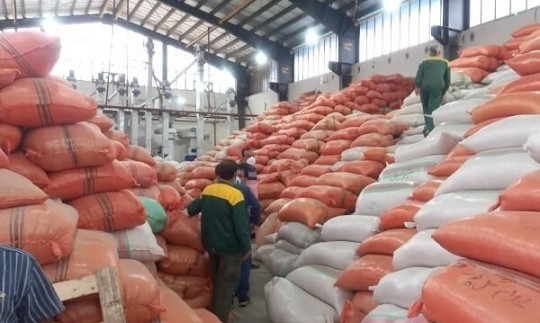 تا یک ماه دیگر تمامی برنج‌های شمالی کشور خریداری می‌شود