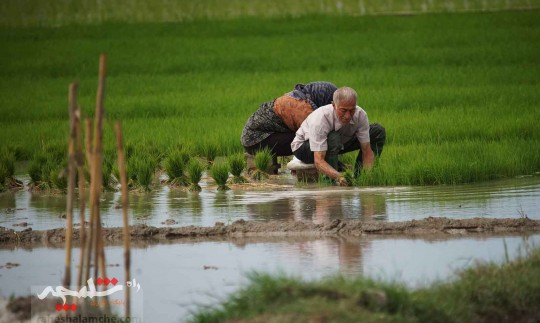 فصل کاشت برنج در مازندران +تصاویر
